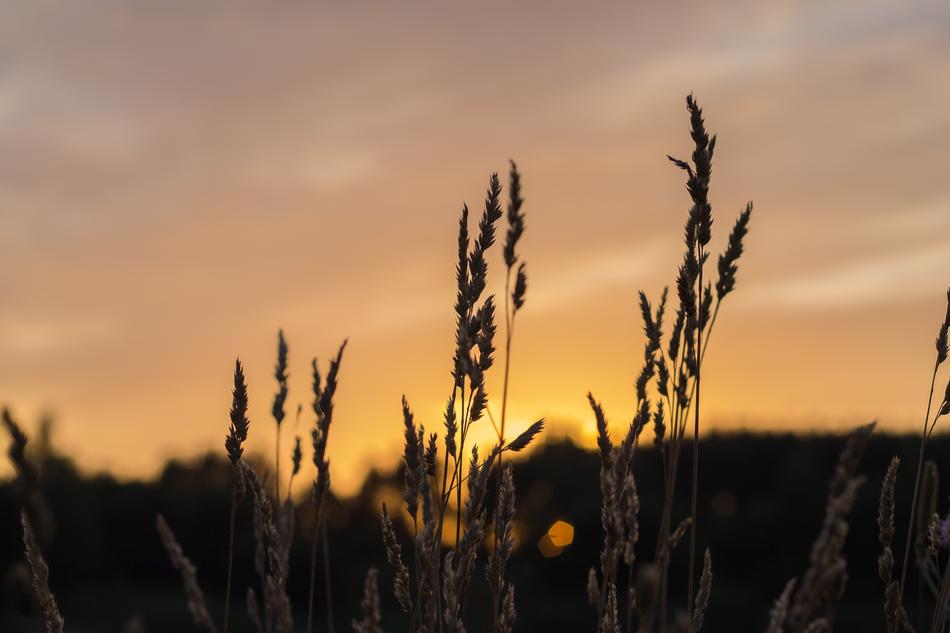 Bokeh picture of Brown wheat field