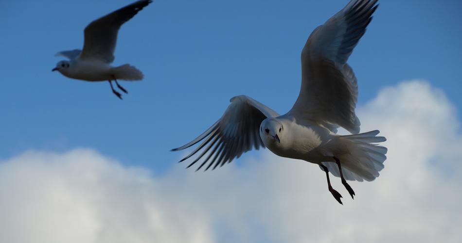 Seagull Black Headed Gull Water