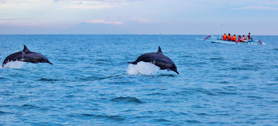 dolphins jump over the surface of the ocean