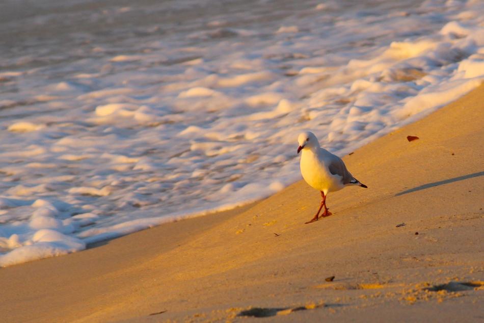 Seagull on Beach at Sunrise
