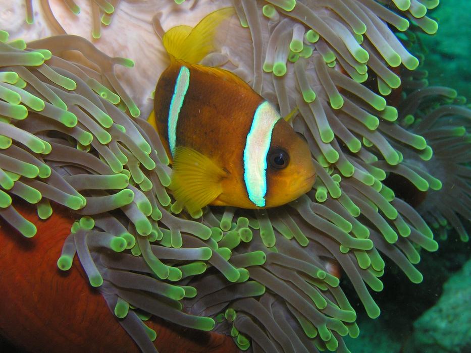 Clown fish swimming in algae