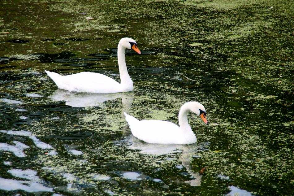 Holland Dutch Swan