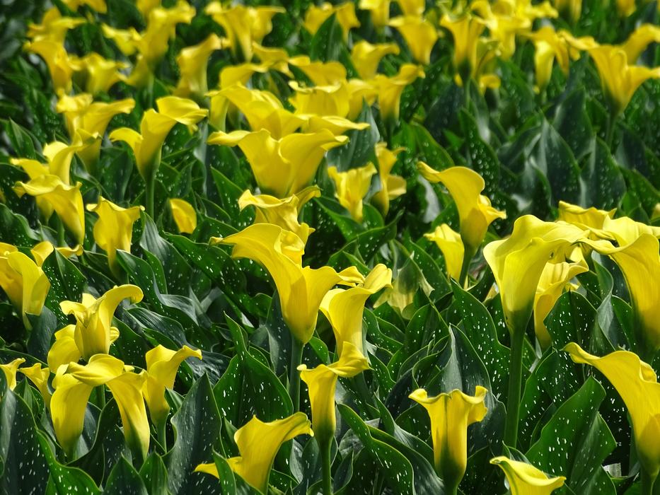 Calla Field Yellow