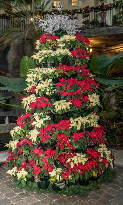 Poinsettias Tree Christmas