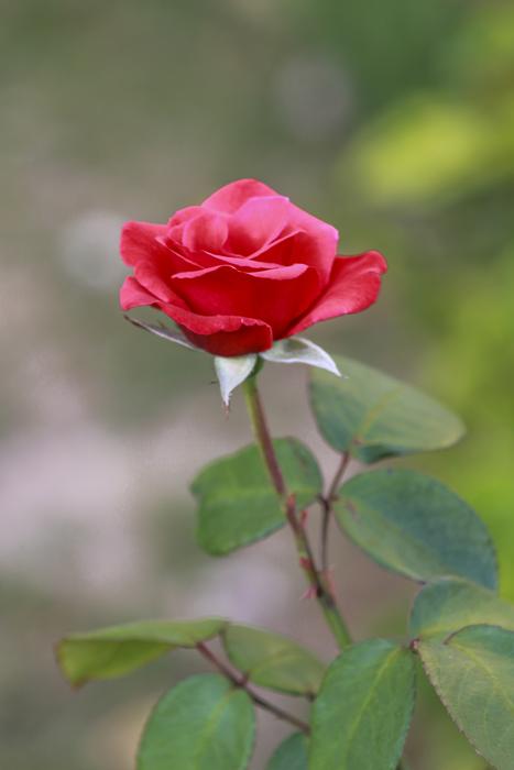 Flower Zoo Giza