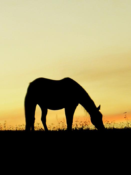 horse silhouette on the grass