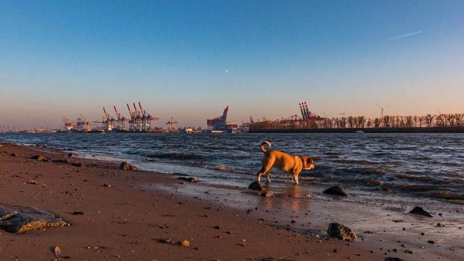 dog walking by the sea