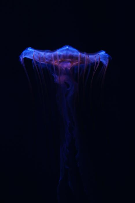 Animal Blue Purple