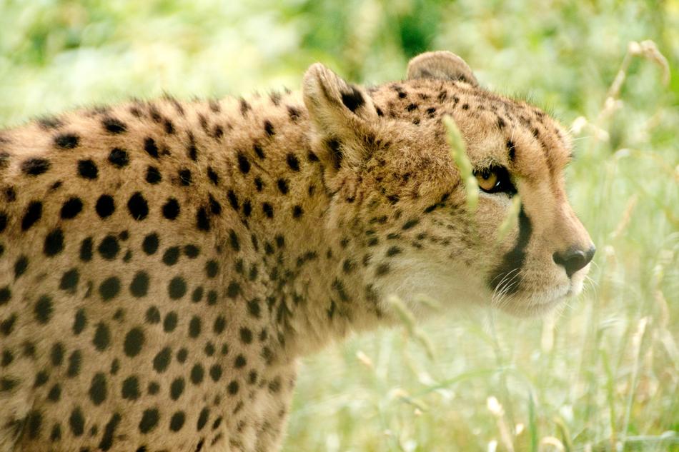 wild leopard in the grass