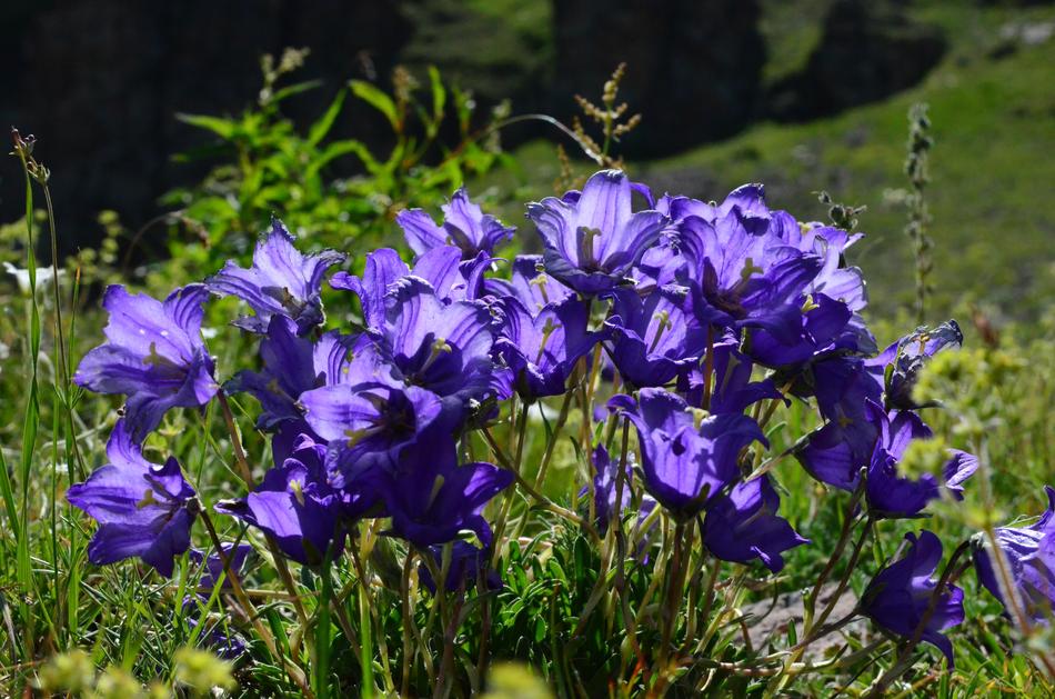 garden filled with purple flowers