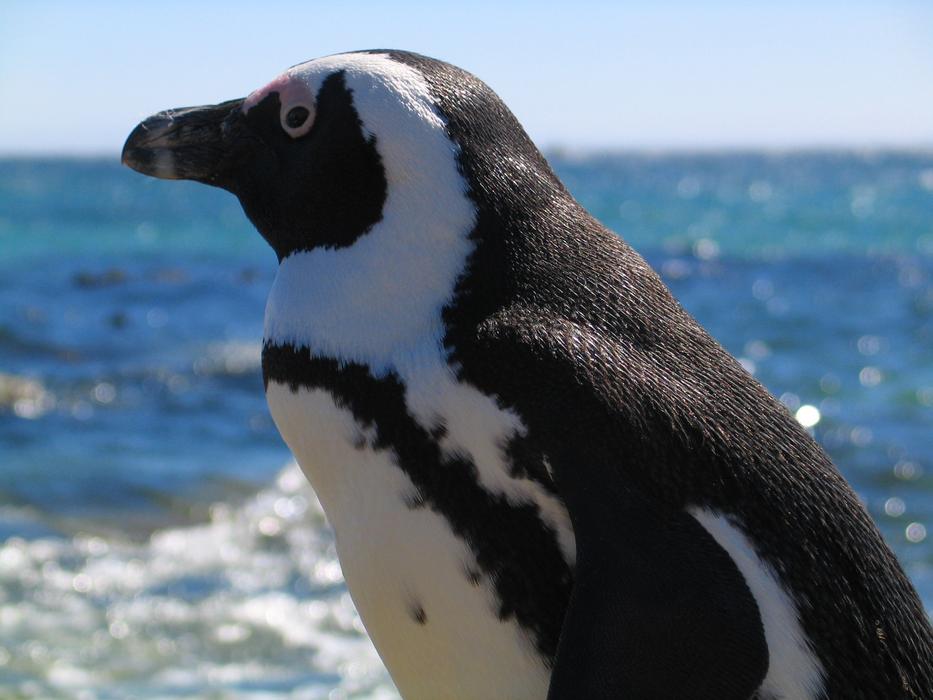 Bird Black And White Blue Close