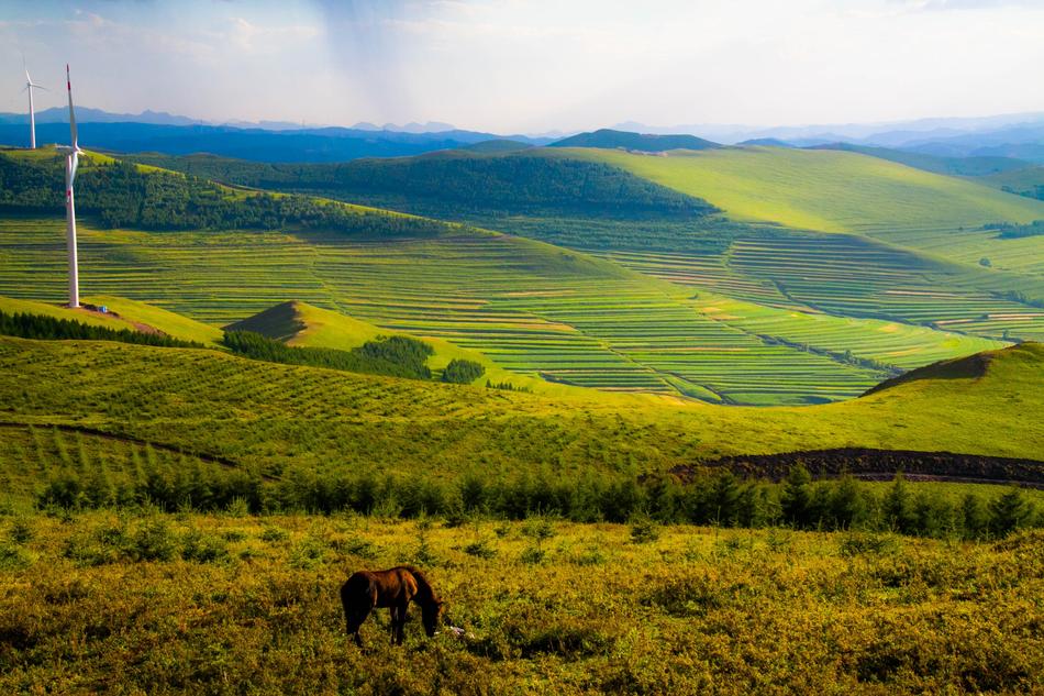 horse on Terrace Fields Agriculture