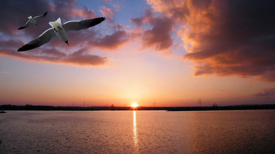 Landscape Sunset Bird