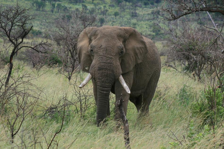 Elephant Africa Pilanesberg Game