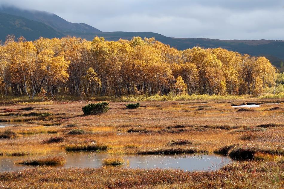 autumn field with trees