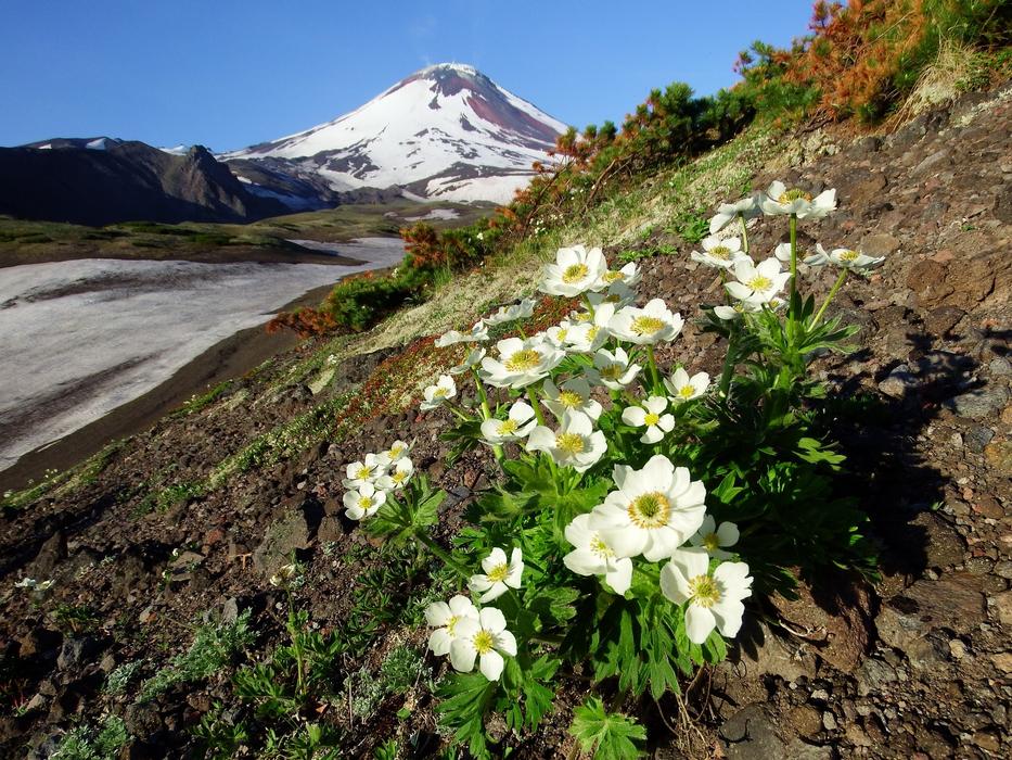 Cliff slope with white flowers