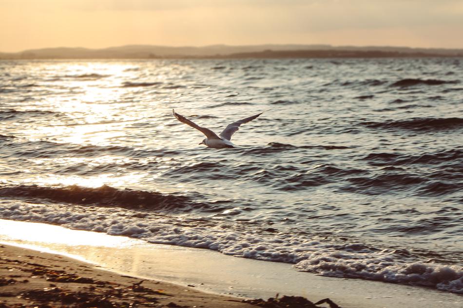 bird flying over the water