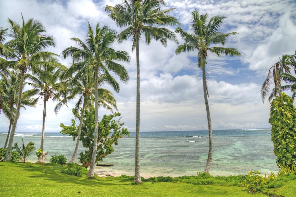 green palm trees on tropical island in samoa