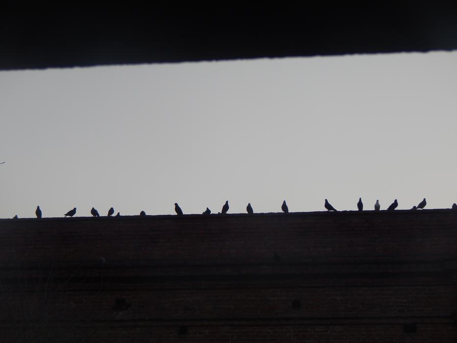 Dawn Pigeons Figures