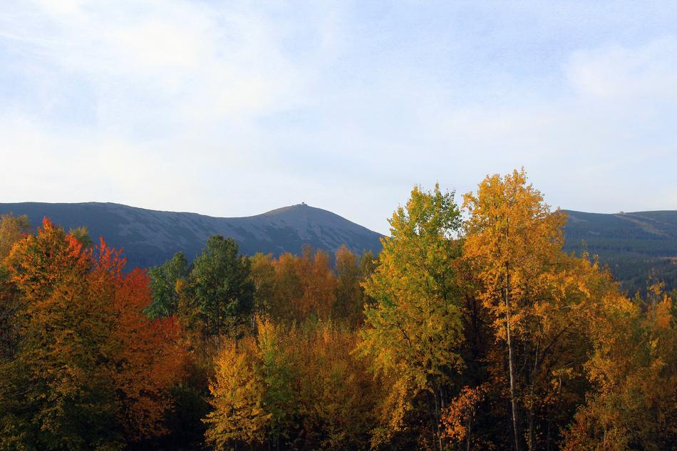 Autumn forest with the mountains as a backdrop