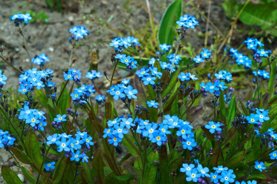 Me-Nots Flower Spring