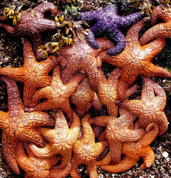 Starfish Ocean Living