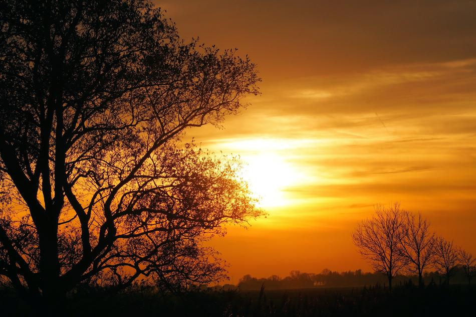 Landscape of Sunset over Trees
