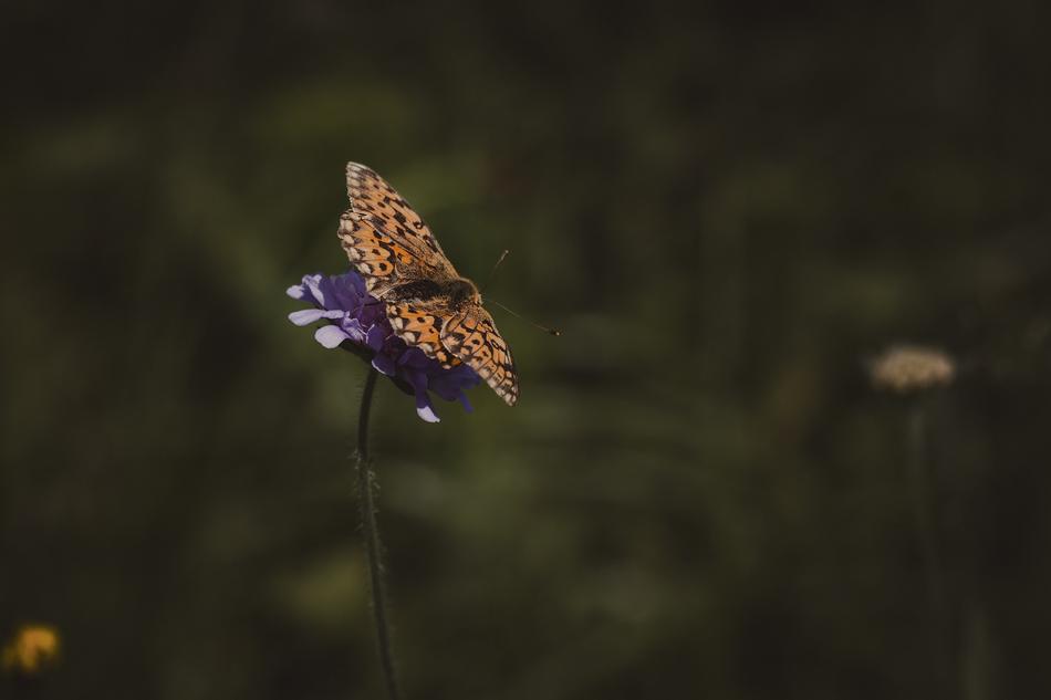 Medium-Sized Fritillary Argynnis flower
