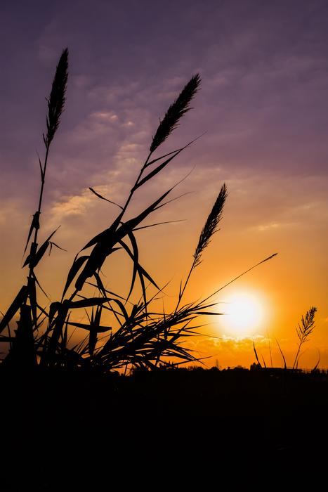 Reeds at Sun Sunset