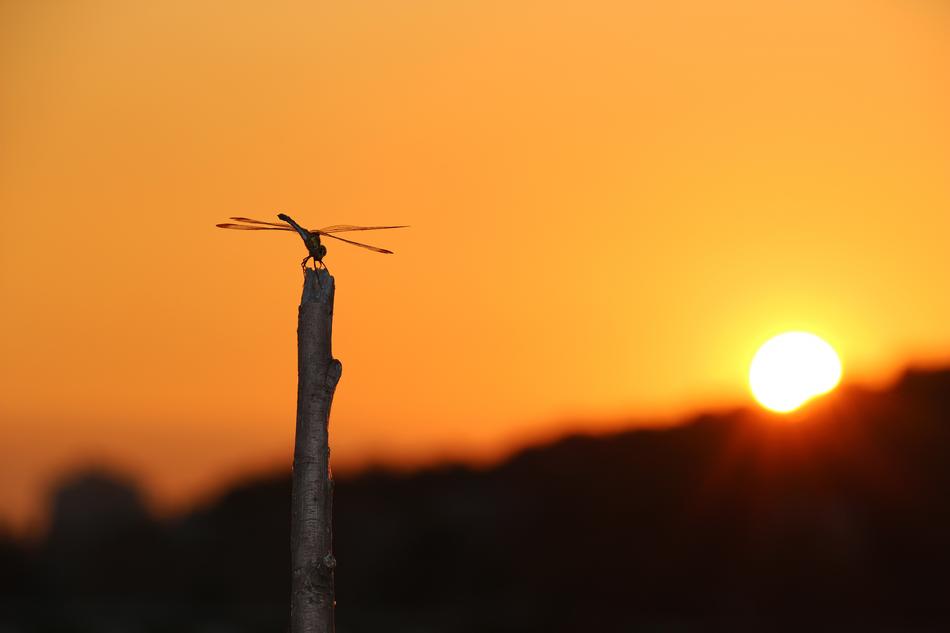 Dragonfly Park Glow