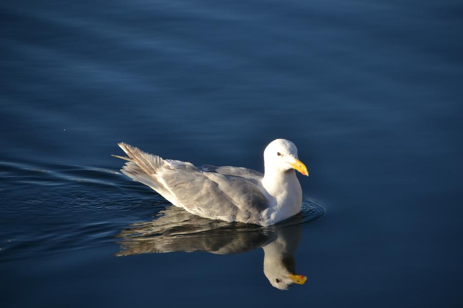 Seagull Water Bird