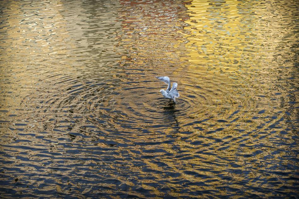 Seagull Gavina Bird