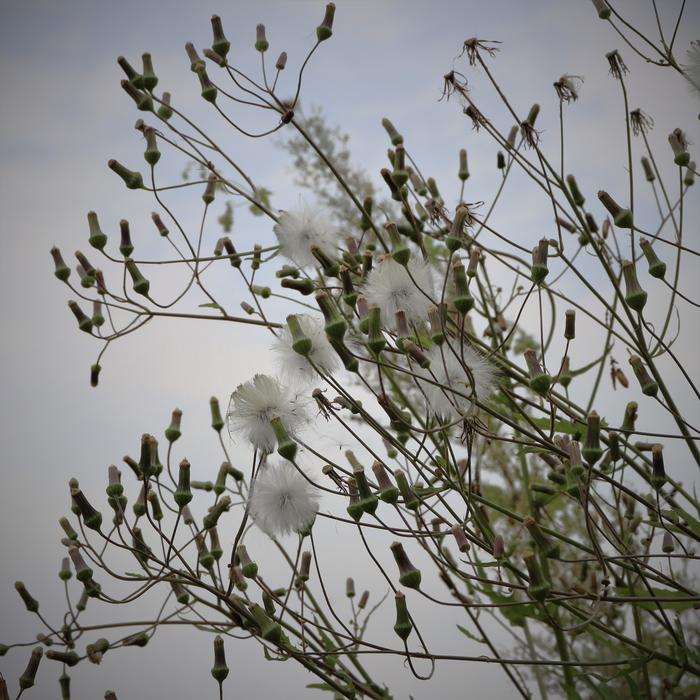 Flower White Pure