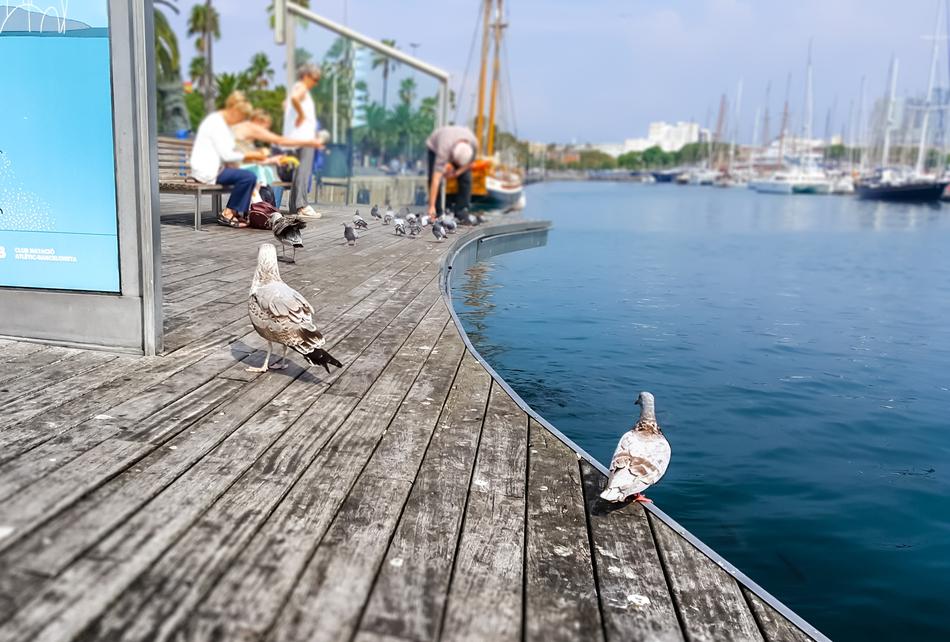seagulls walk on the bridge by the sea