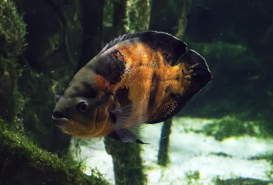Fish Aquarium Jungle