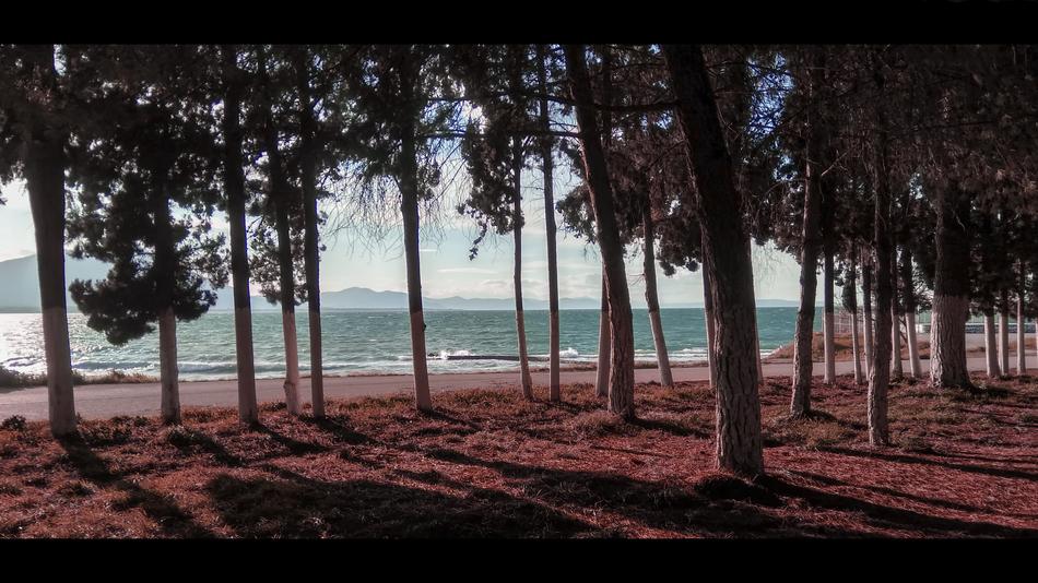 Sea Trees Landscape