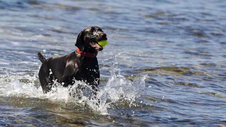 Animal play in Sea water