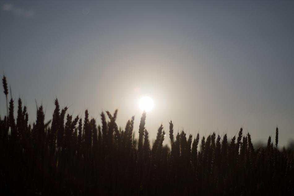 Landscape on the silhouette of ears