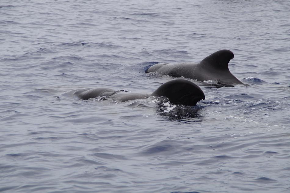 Whales Pilot Marine Mammals