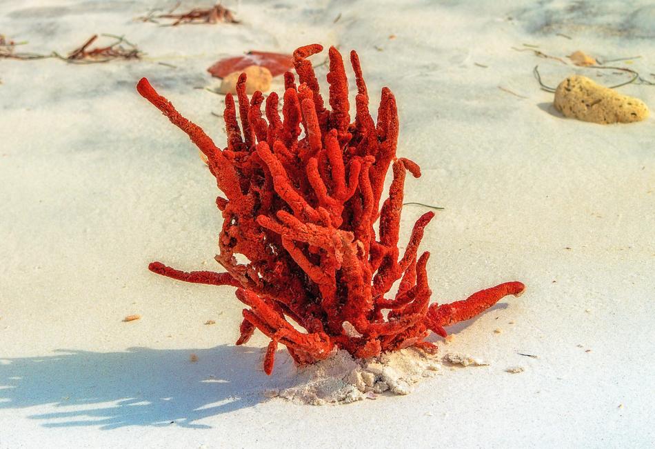 Beach Sea ​​Sponge Nature
