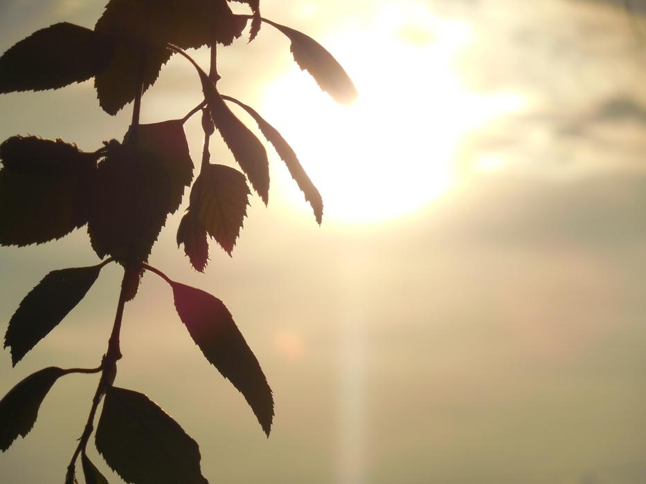 Wallpaper Silhouette Background