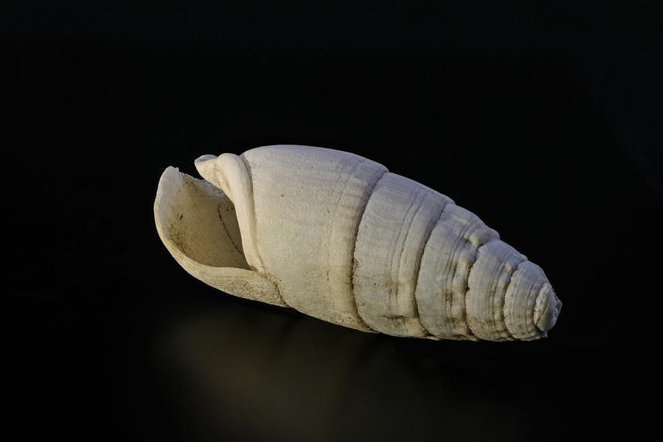 Lime Shell Snail