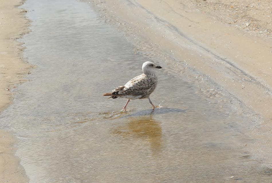 Sand Beach Sea