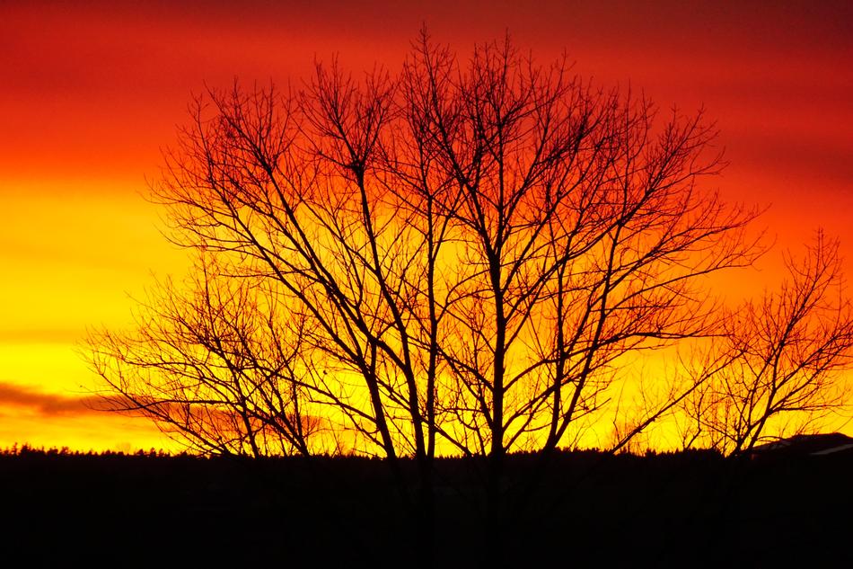 Orange bright sunset on the background of the bush