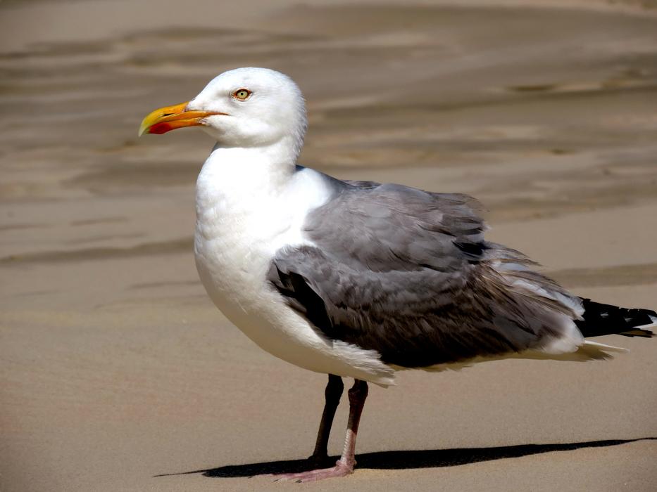Seagull Bird by the Water