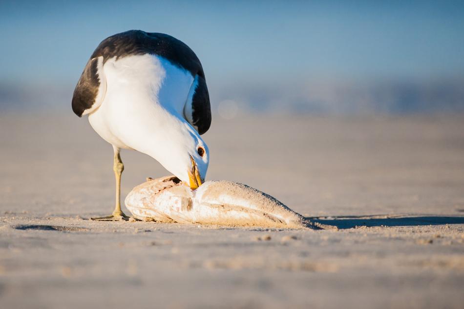 Kelp Gull Feeding Fish