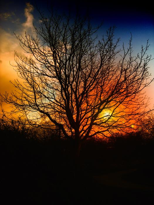 Tree Sunset Beautiful