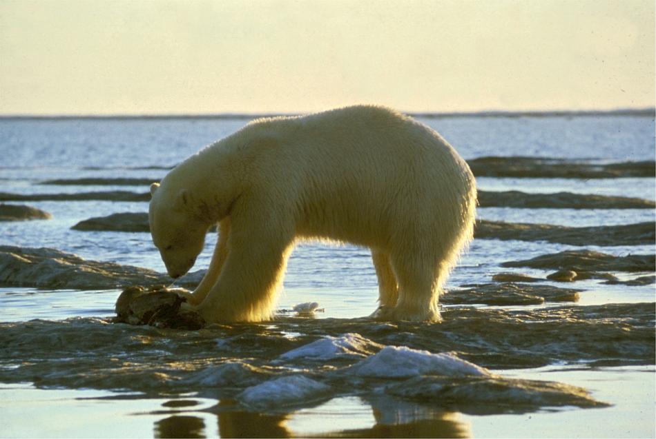 polar bear on the rocks in the water