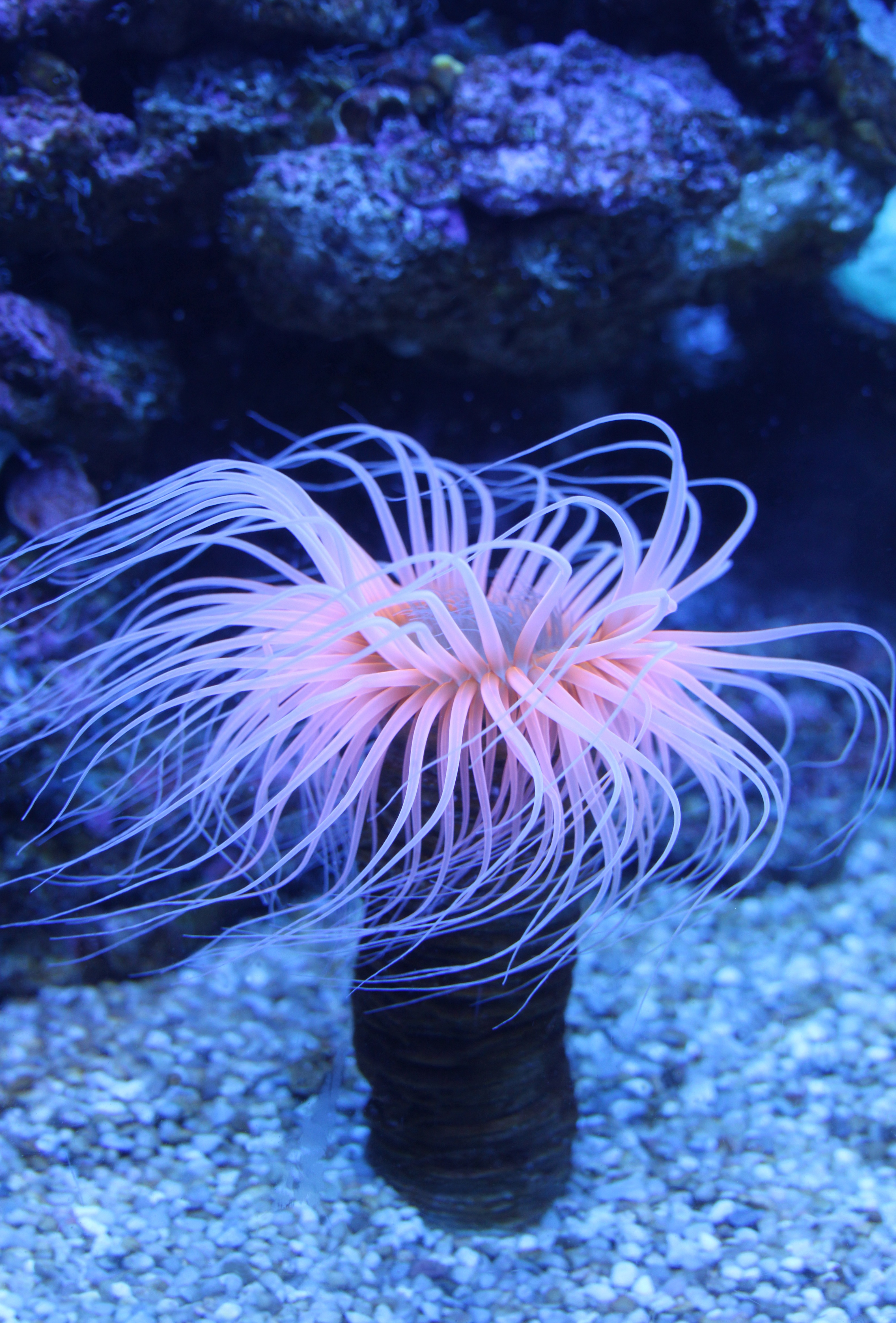 Необычные растения и животные океана. Коралловые полипы актиния. Актиния анемон. Медуза актиния. Актиния морской анемон.