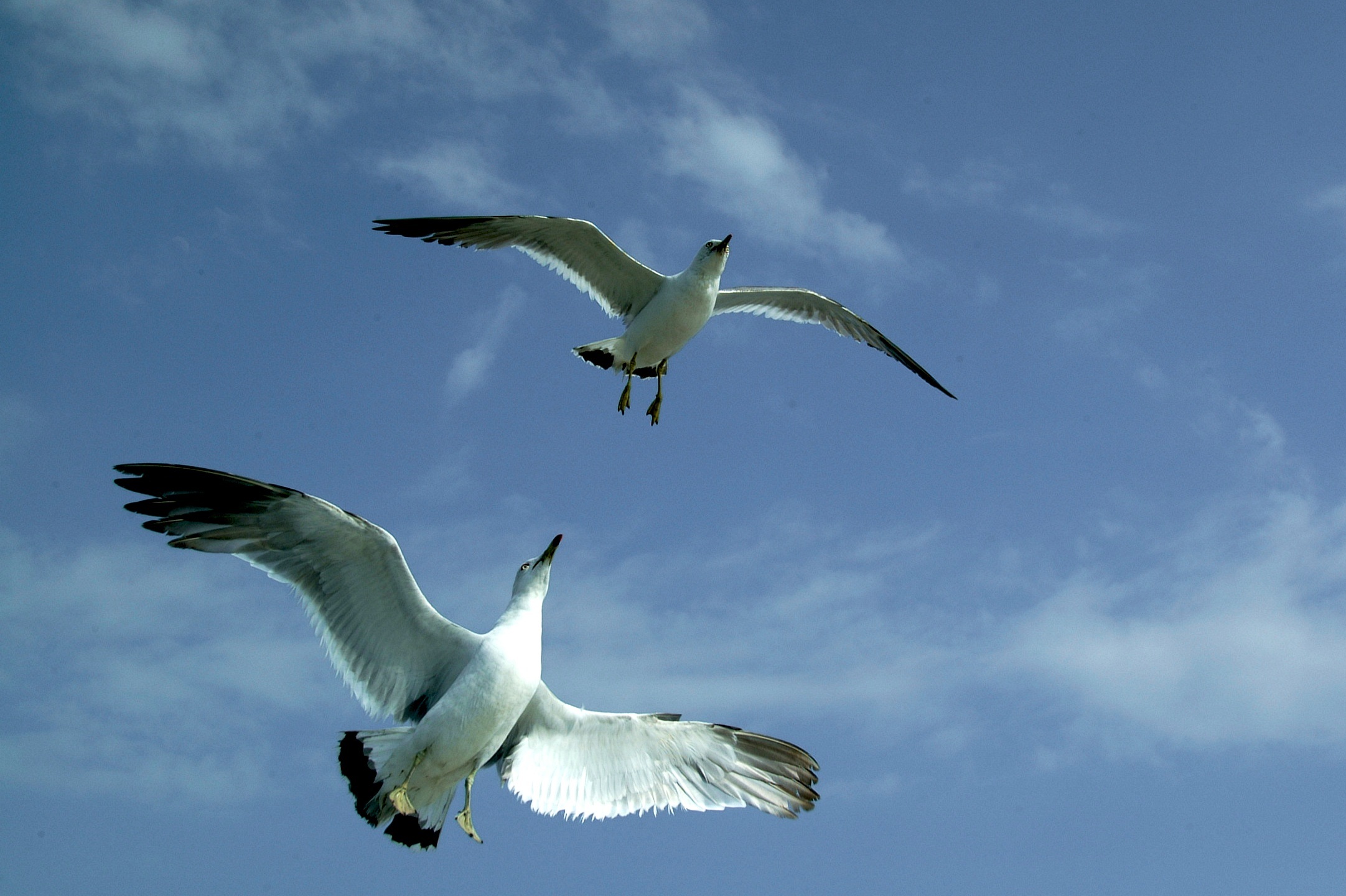 Seagull birds rising at sky free image download